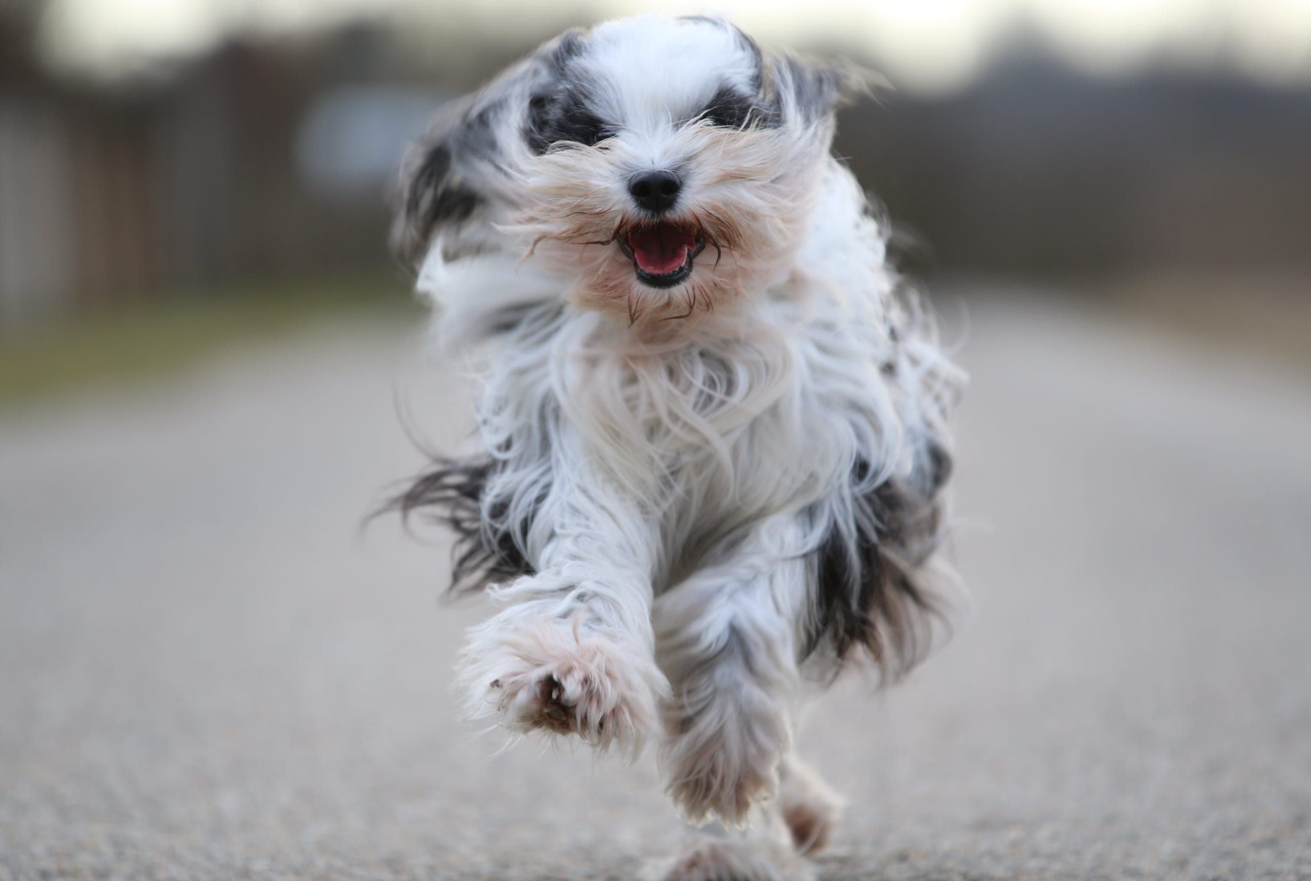 Rennender Hund